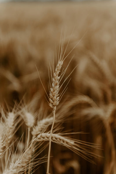 Wheat Chain in Silver